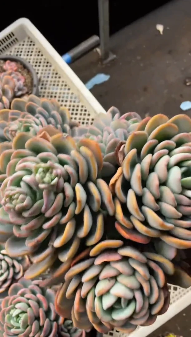 【闪购商品】148香橙