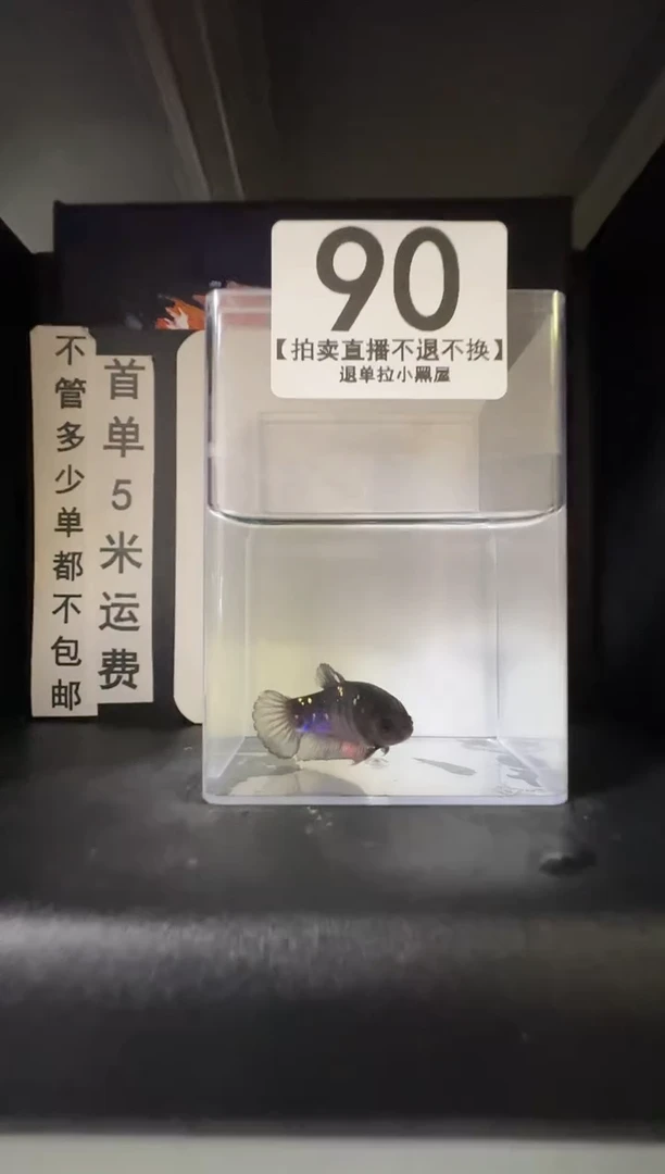 斗鱼母鱼编号：90