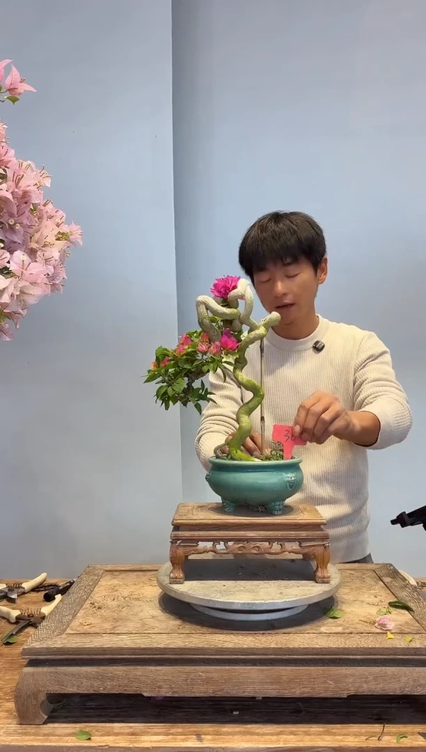 以实际为准L****e三角梅36