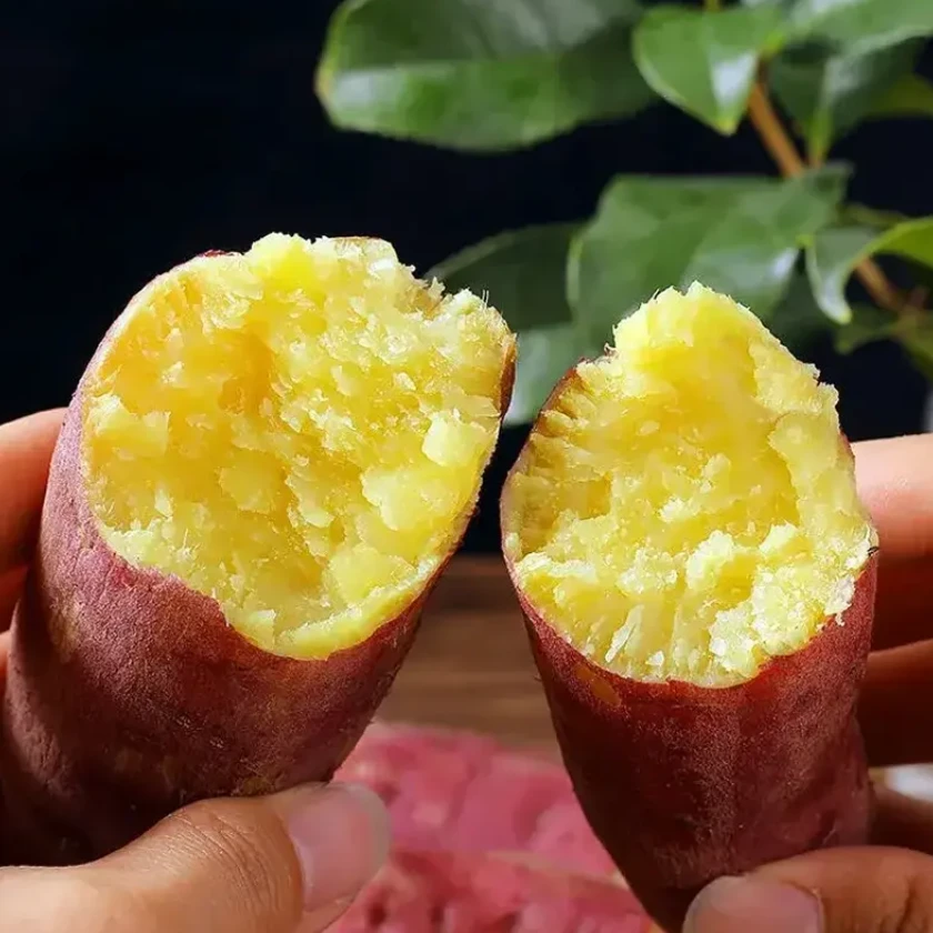 正宗黄心板栗薯粉面香甜板栗风味红薯板栗原产地现挖黄瓤番薯地瓜