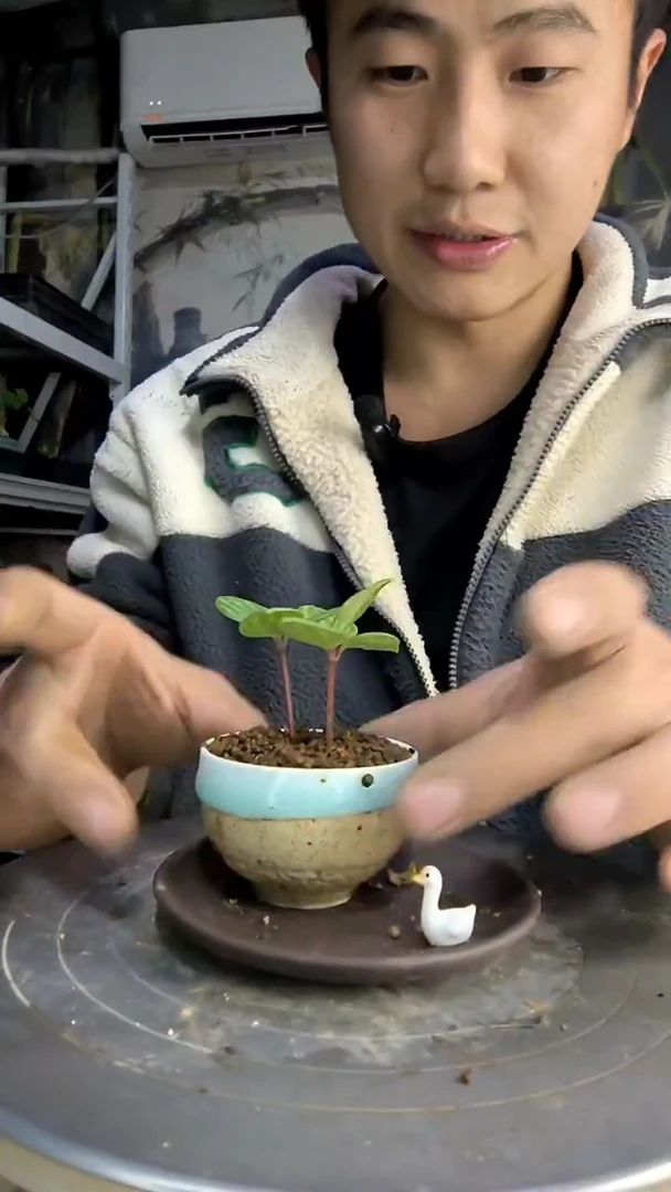 何***装中青园艺一物一拍425