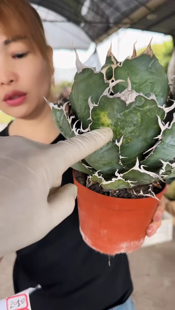 【闪购商品】正版白鲸