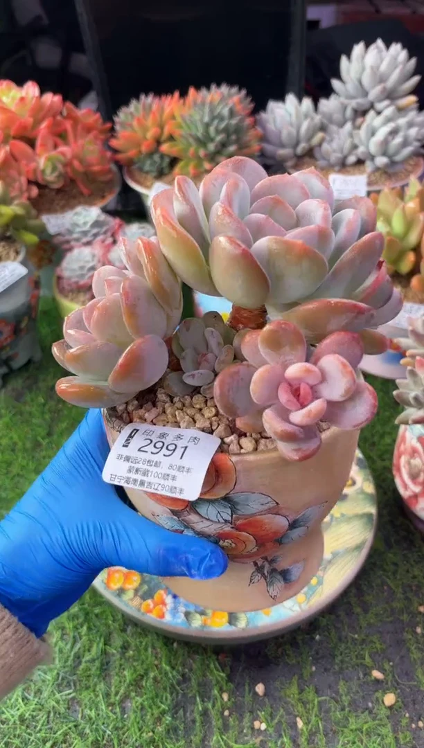 昆明印象多肉2991