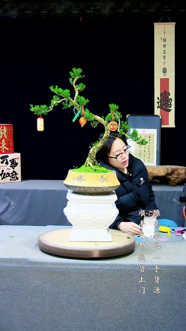 【闪购商品】雀舌黄杨盆景雀舌黄杨盆景