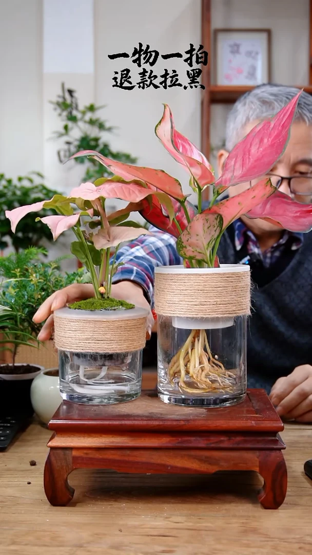 完全开放?**洛吉利红+红粉519