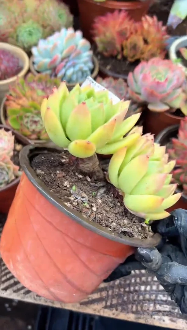 高****头多肉植物一物一拍20337