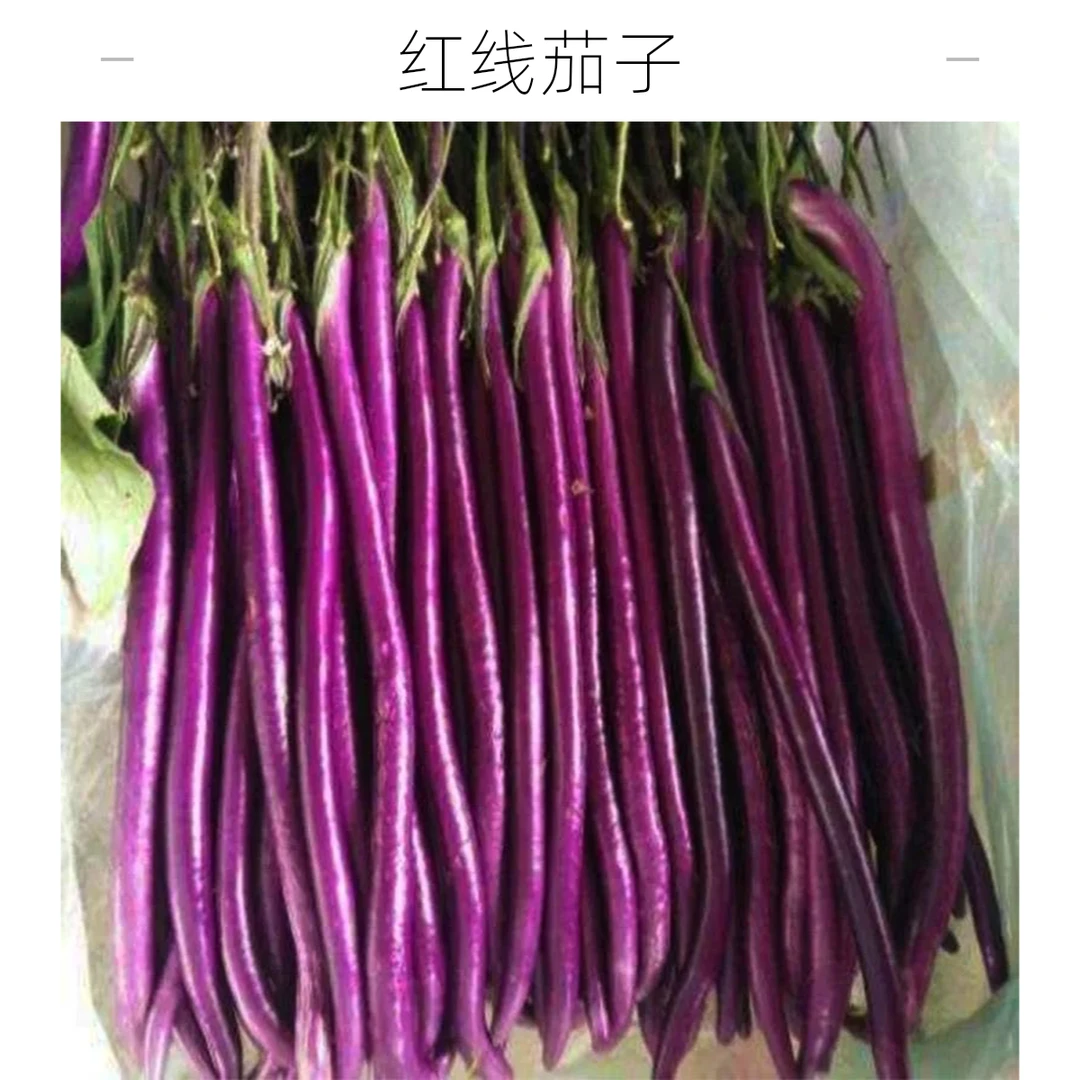 山东精品红线茄子蔬菜农家自种一箱3斤净重现摘现发软糯香新鲜茄子同城配杭茄