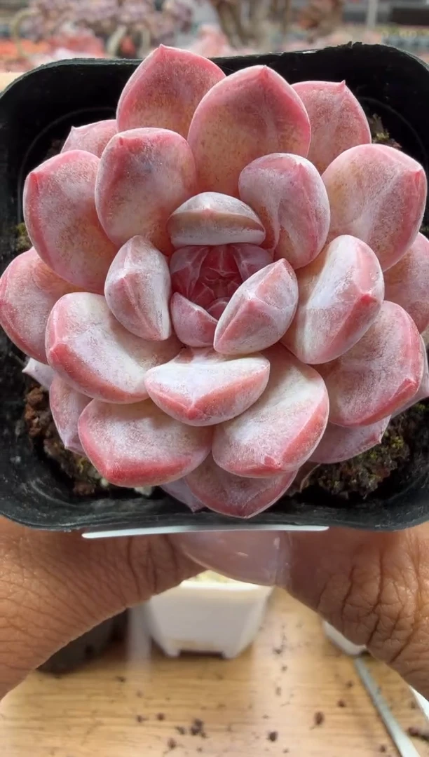 东云多肉园二店-139