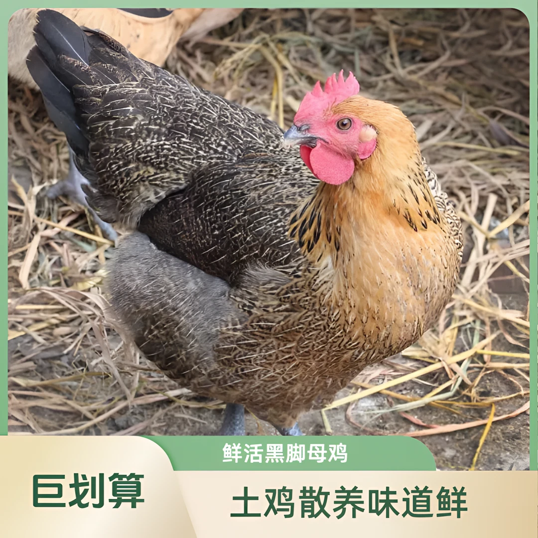 E现货3-3.5斤黑脚母鸡 三只重9.5-11斤基地直发