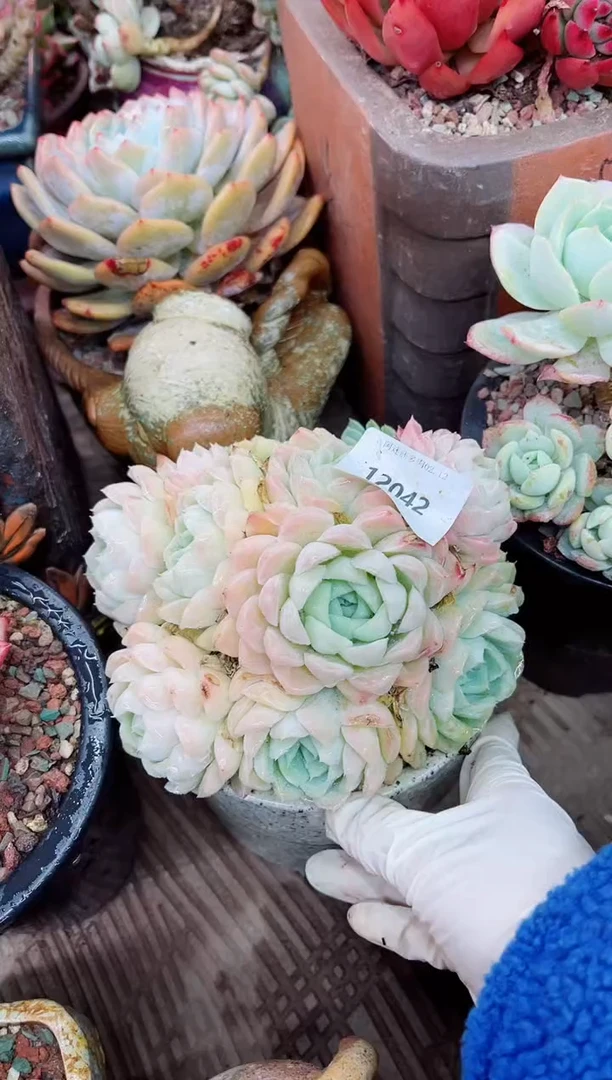 【闪购商品】12042