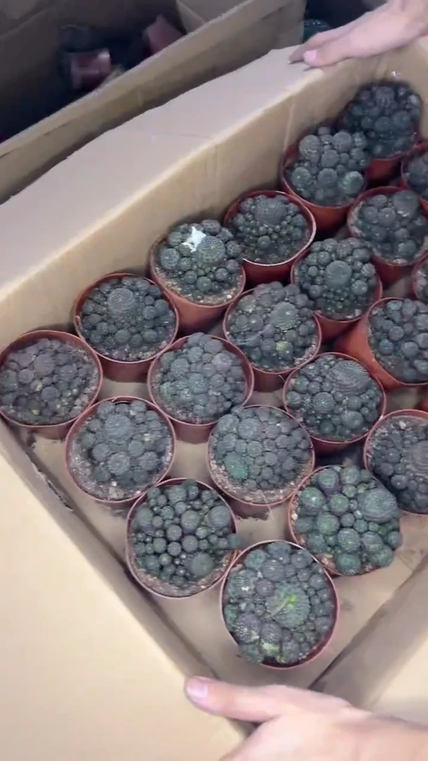 多头 青蛙王子【带根】