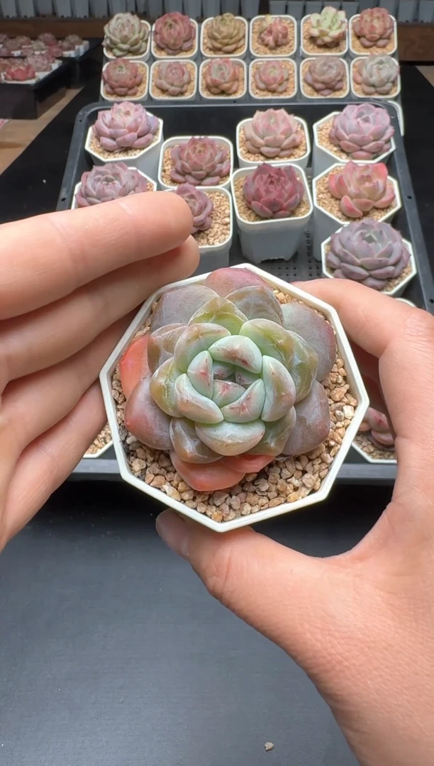 【闪购商品】134A号一物一拍多肉花卉植物拍3颗起发