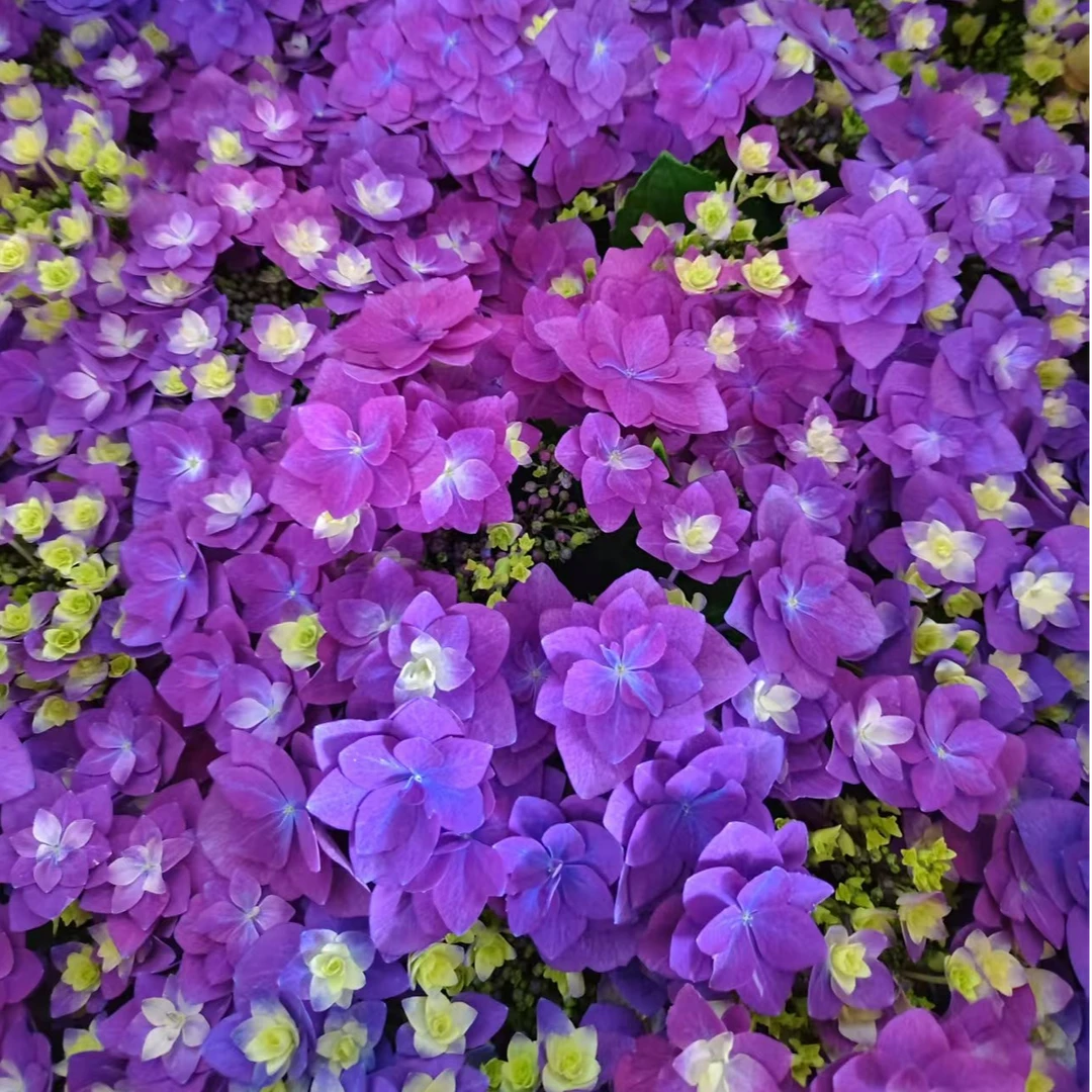 大花绣球羽翼150盆栽花苗花园阳台耐热耐寒多年生花卉