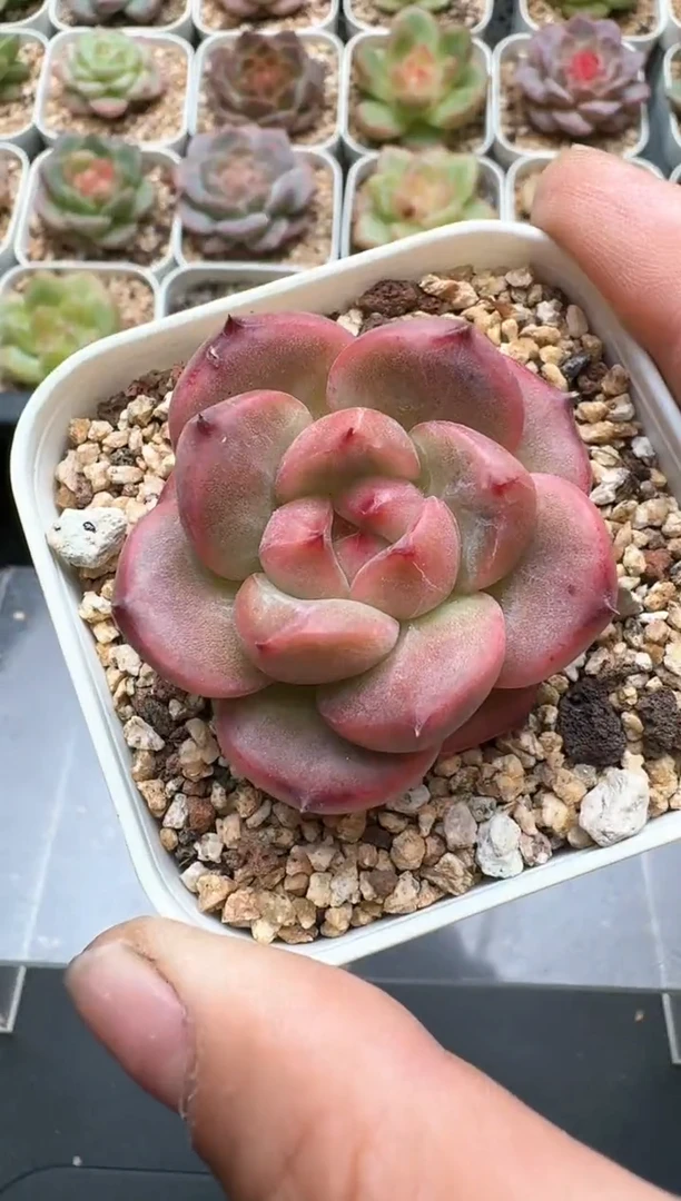 182C云禹多肉植物 带盆土纸巾打包 3颗包邮