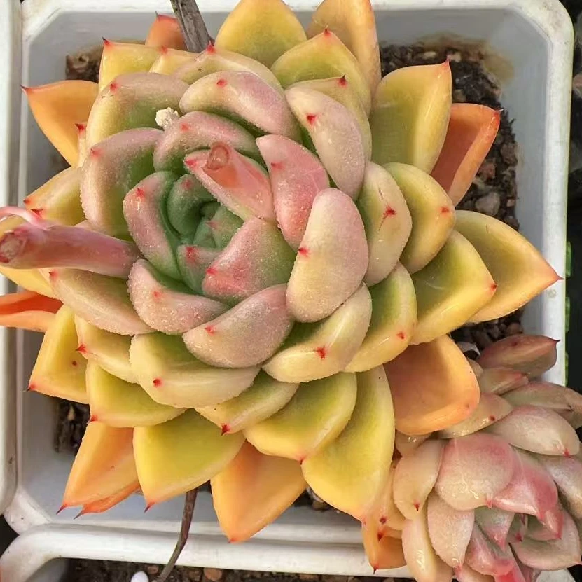 140#母本晴空珍妮群不包整（9cm）脱土金先生精品多肉