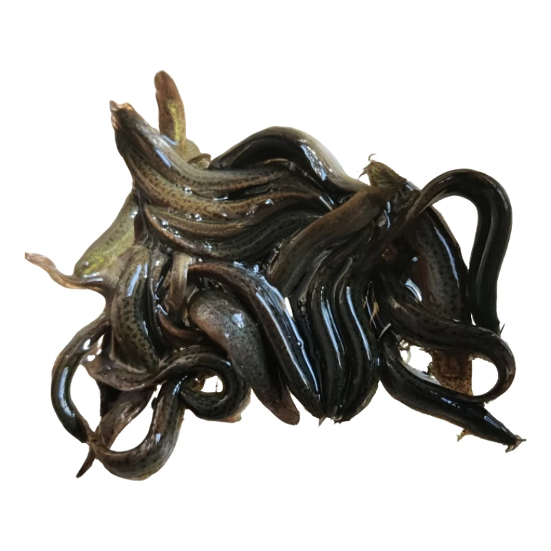 东北原装新鲜活体狗鱼-鱼贩直供顺丰特快包邮渔获鲜美寒江特色产