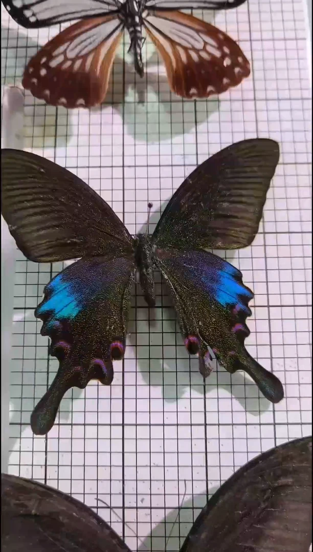 真蝴蝶标本一物一拍编号