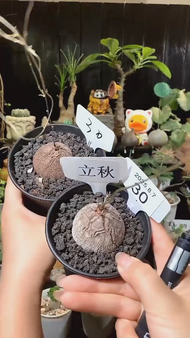 30号807立秋福利南非龟甲龙买1个送1个