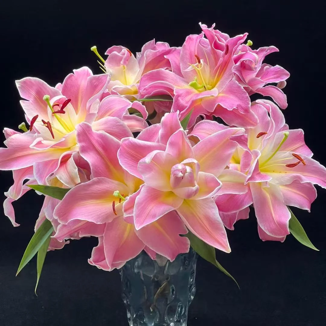 【彩虹糖】春城黄芯粉边重瓣清香香水百合云南鲜花基地直发顺丰包邮