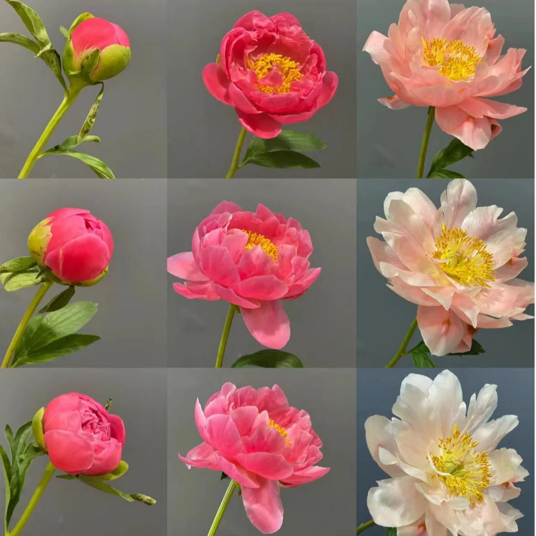 【一品花集】特级落日珊瑚-芍药