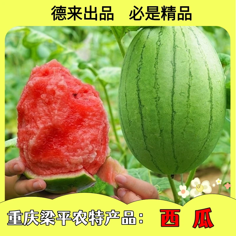 重庆梁平本地小西瓜薄皮少籽红瓢瓜3-4.5斤