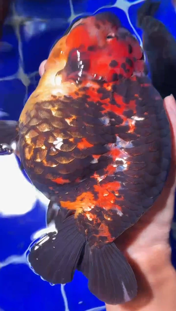 金鱼（运费自理，马印灯照射）福州追鱼兰寿金鱼