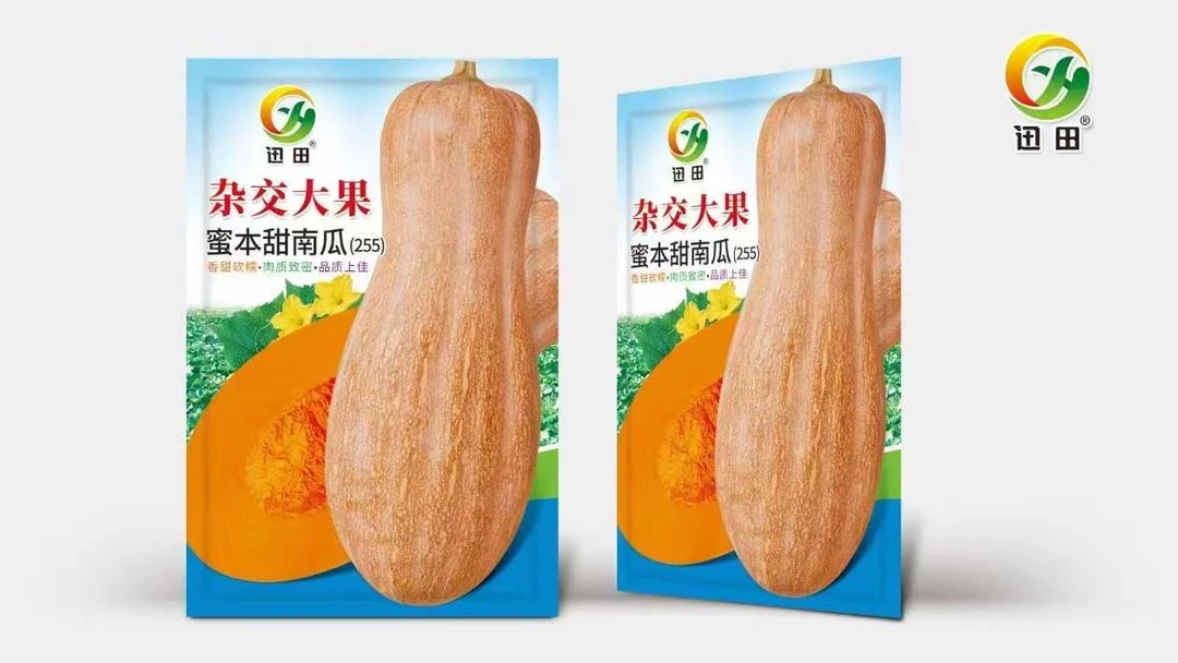 早栗蜜本南瓜种子早熟高产超甜超粉面香糯四季蔬菜种子