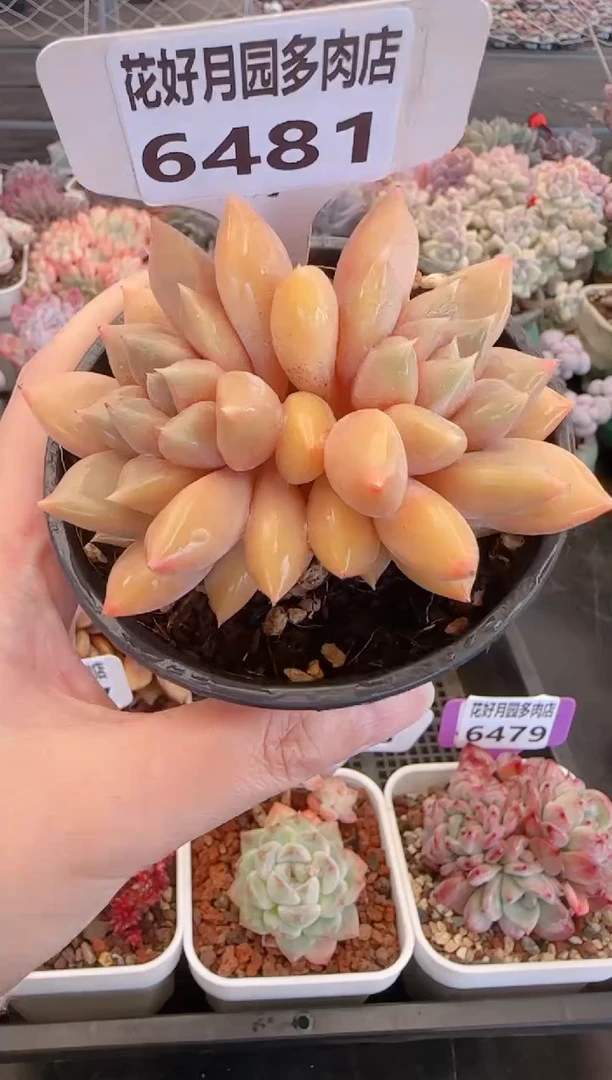 【闪购商品】6481.