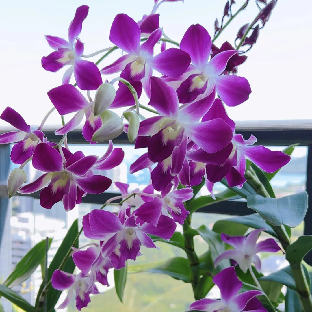 热带风情三亚阳光石斛兰 耐旱耐阴阳台庭院装饰净化空气 新手友好