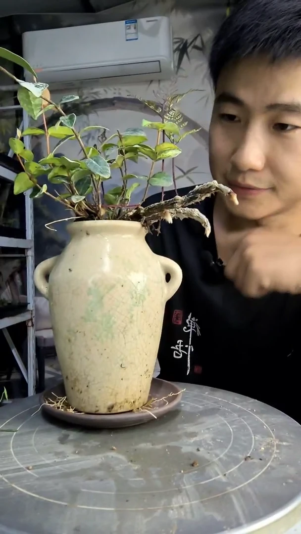绵***羊中青园艺一物一拍103