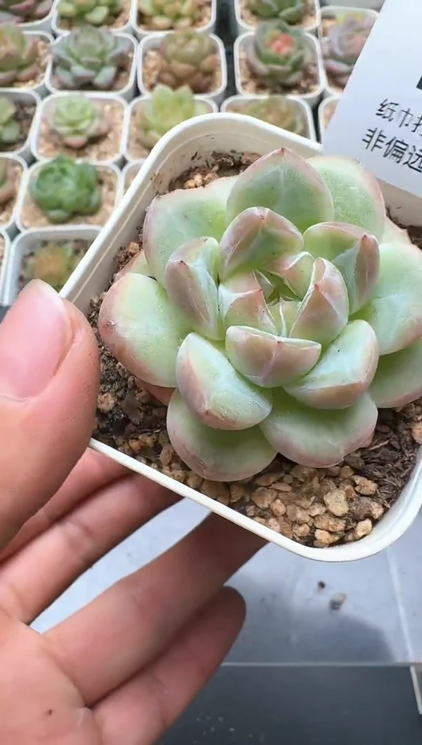 054E云禹多肉植物 带盆土纸巾打包 3颗包邮