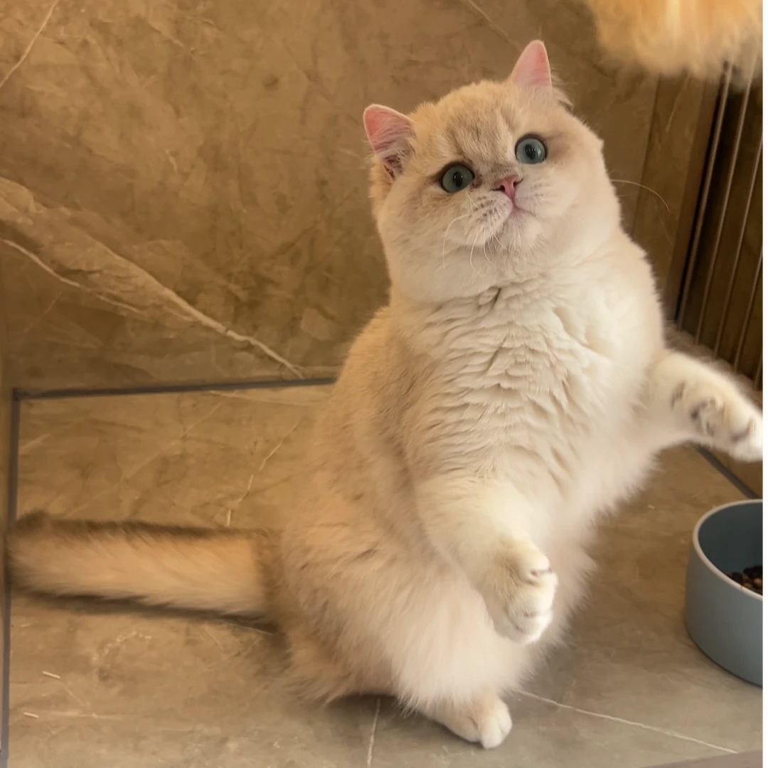 雨鑫盛宠---三木猫舍！！！！！！！