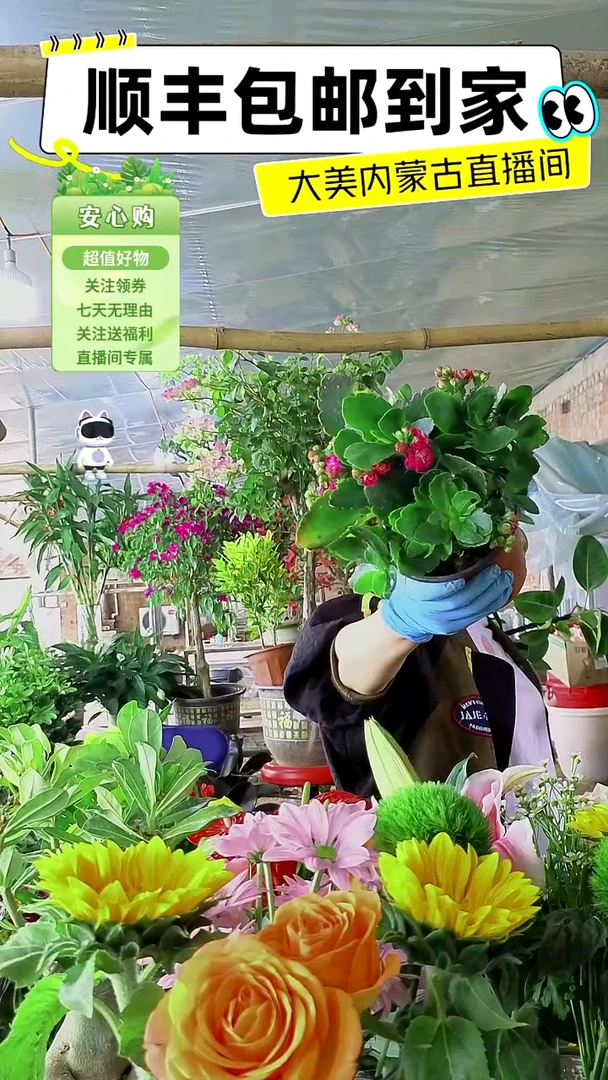 完全开放粉色长寿