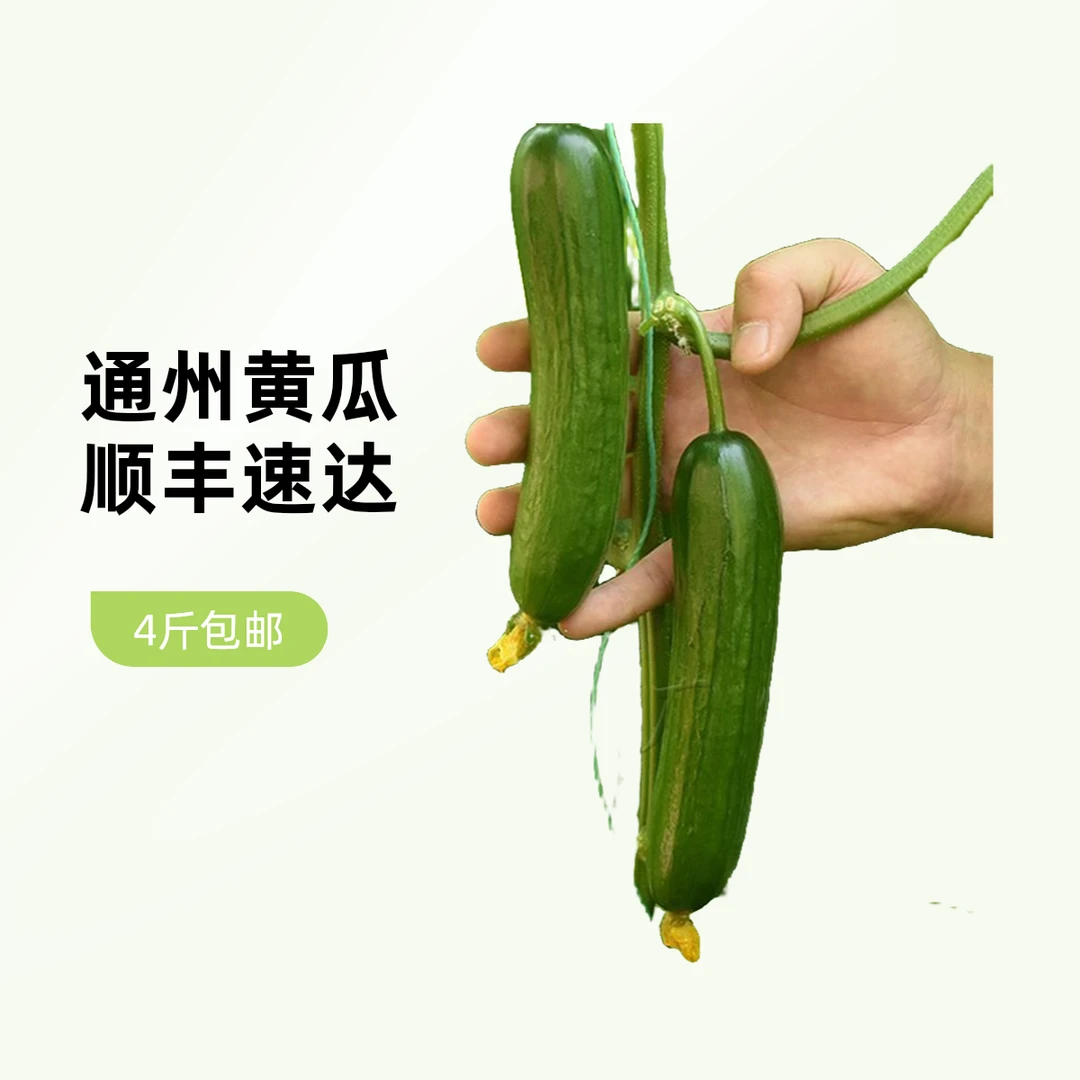 通州漷县自产水果黄瓜4斤顺丰包邮