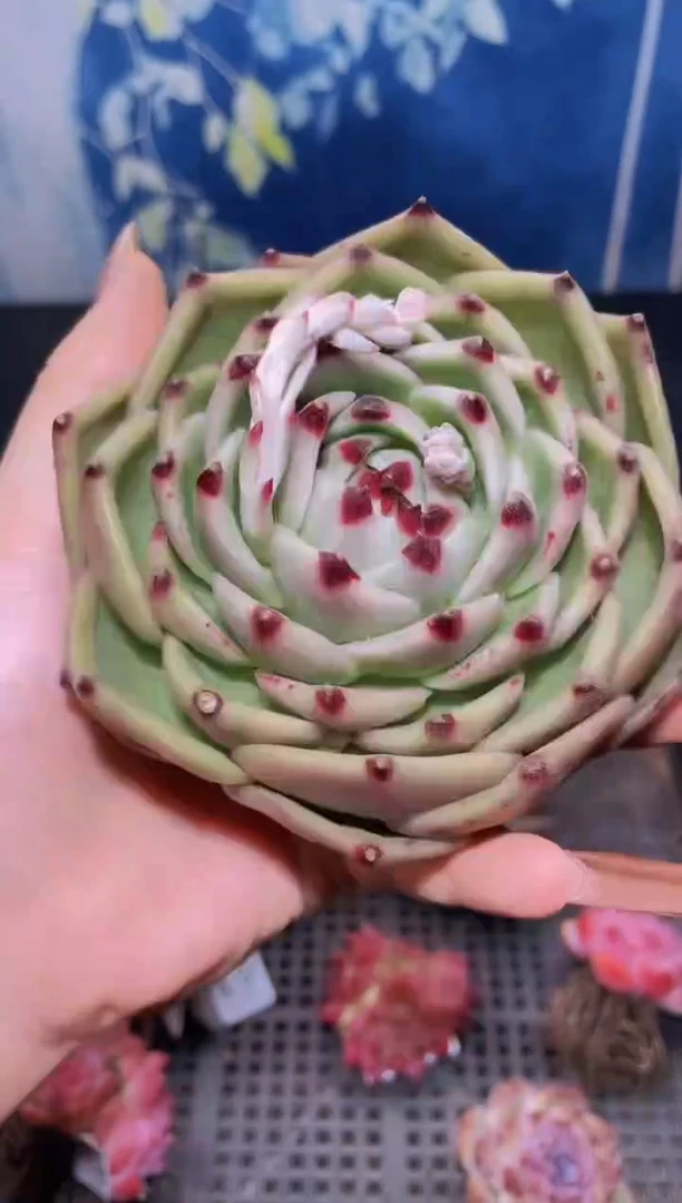 【闪购商品】011蓝龙多肉