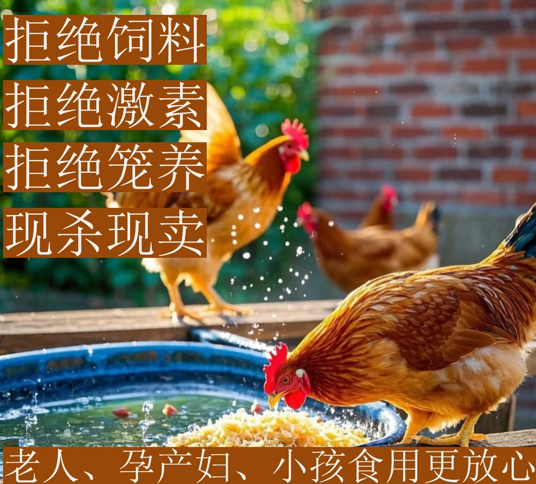 农家黑腿两年半黄油老母鸡买一送一两只净重5-6斤