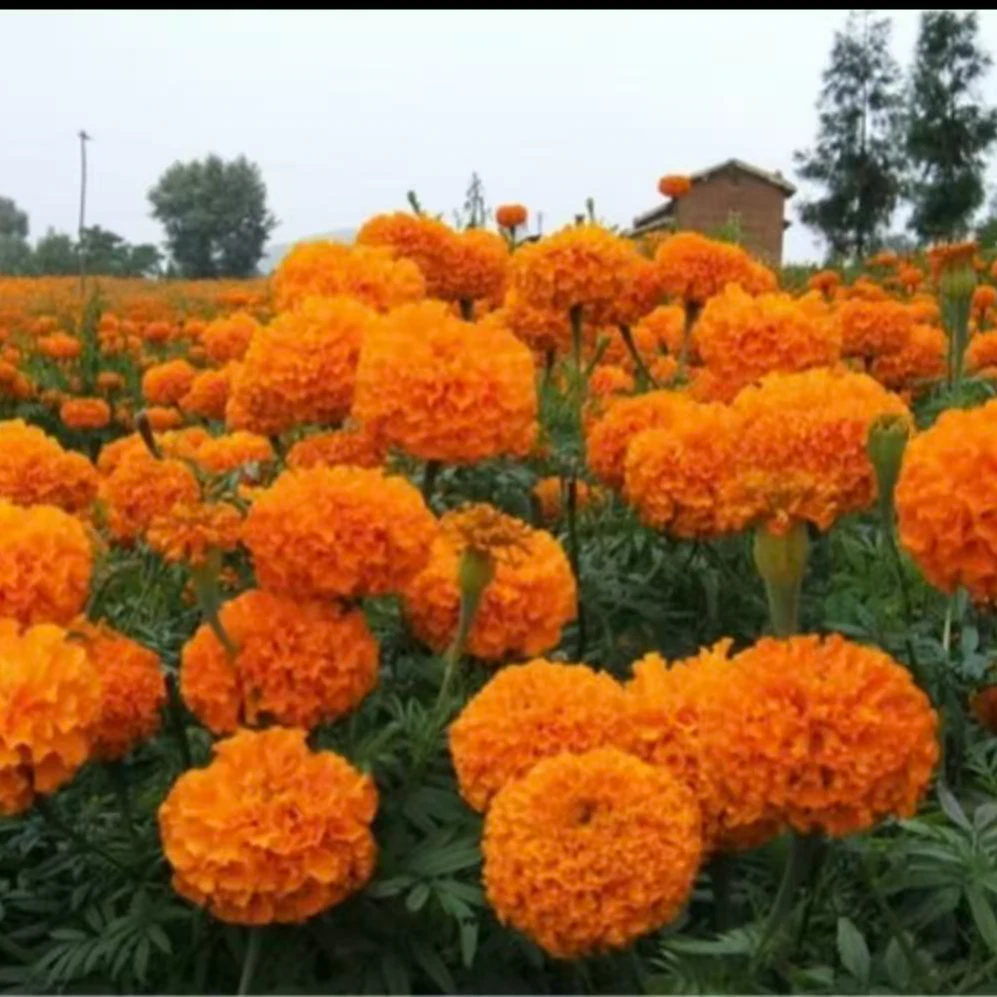 【万寿菊】庭院室外易活易种花卉盆栽植物