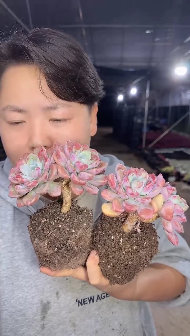 双头起花斑露2颗 5