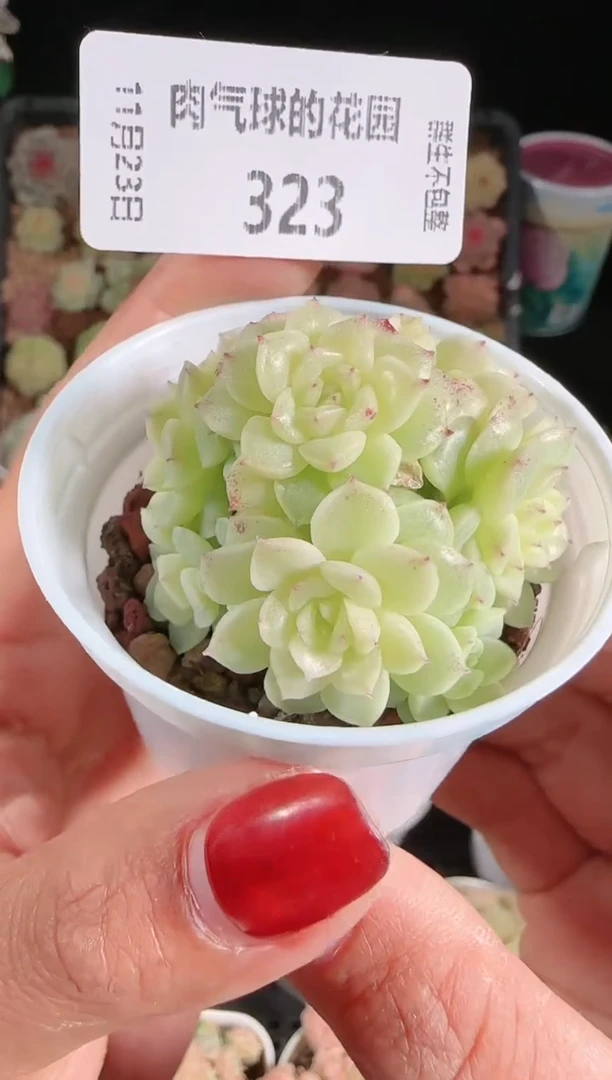 1123-323群生不包整