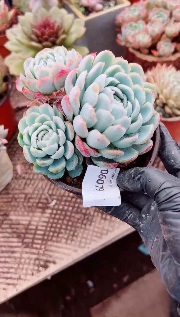 y**?多肉植物一物一拍06079