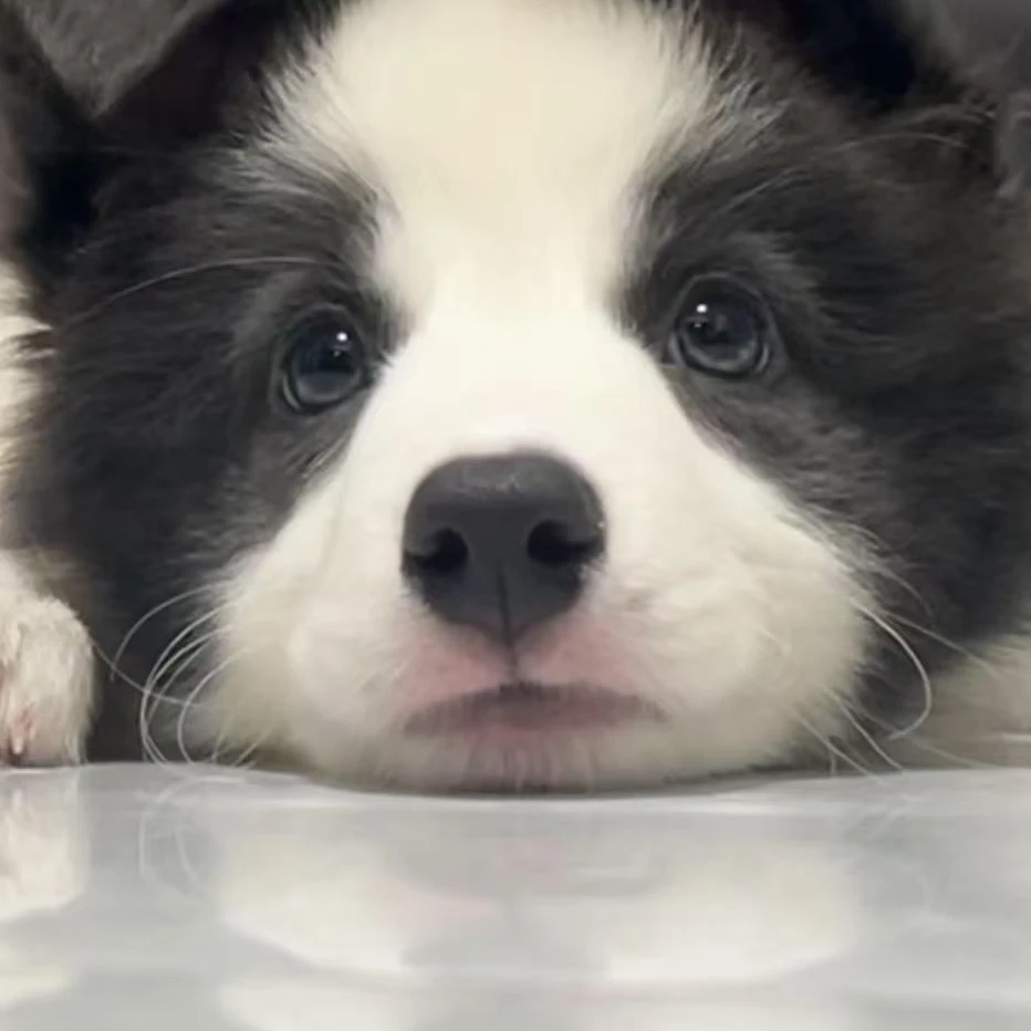 边牧专卖精品宠物活体狗狗