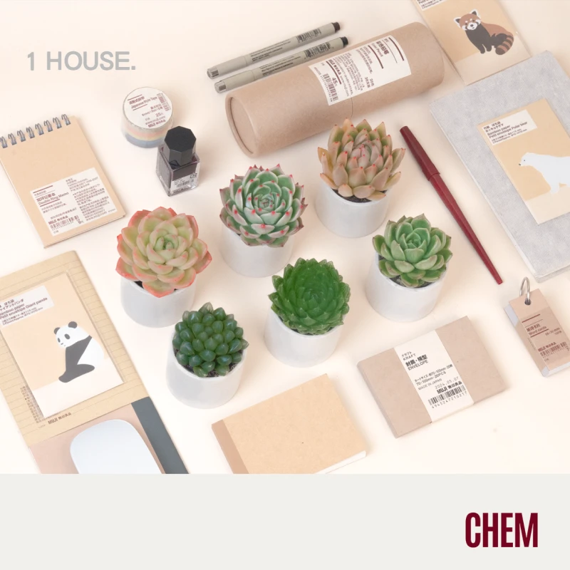 【CHEM】6盆组合装办公室桌面多肉绿植物精品高级微小盆栽好易养活