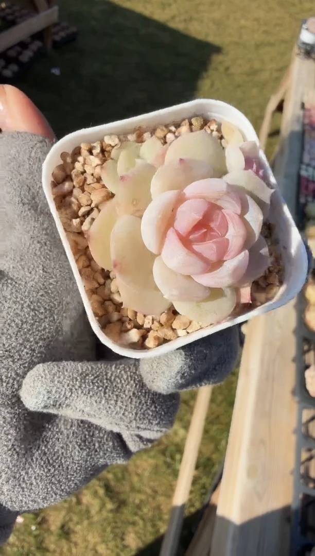 东云多肉园新款-199