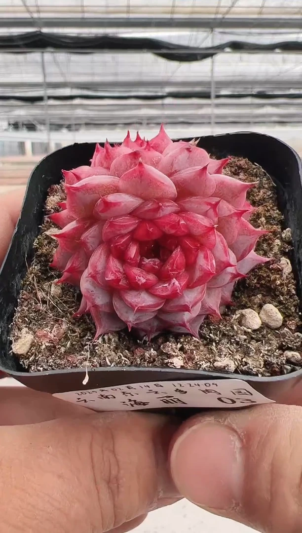 【闪购商品】海丽-3