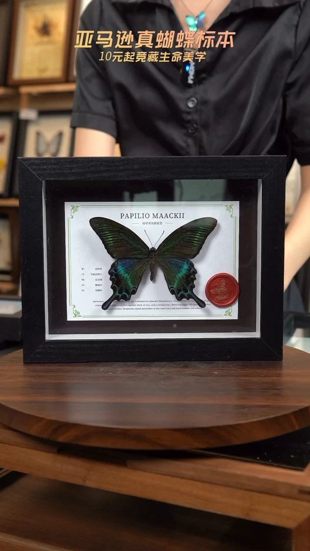 绿带翠凤蝶夏型8寸黑框国风版