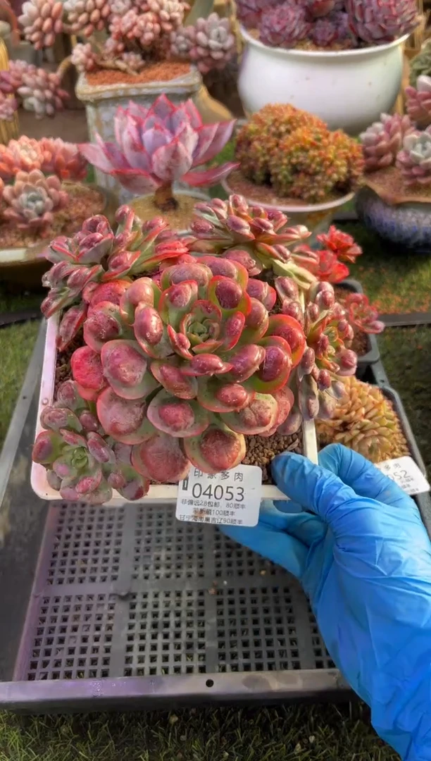 【闪购商品】04053