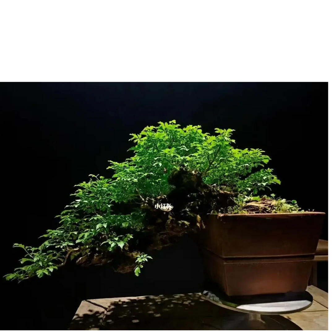 太行小叶，崖荆，可观赏的一款绿植！