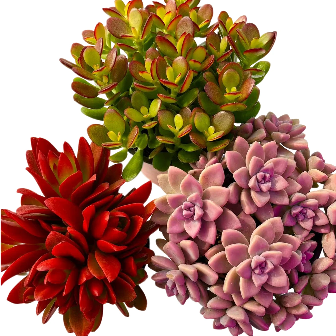 【摇钱树+紫雾+红百合】带盆土发货 云南红太阳多肉  精养栽培