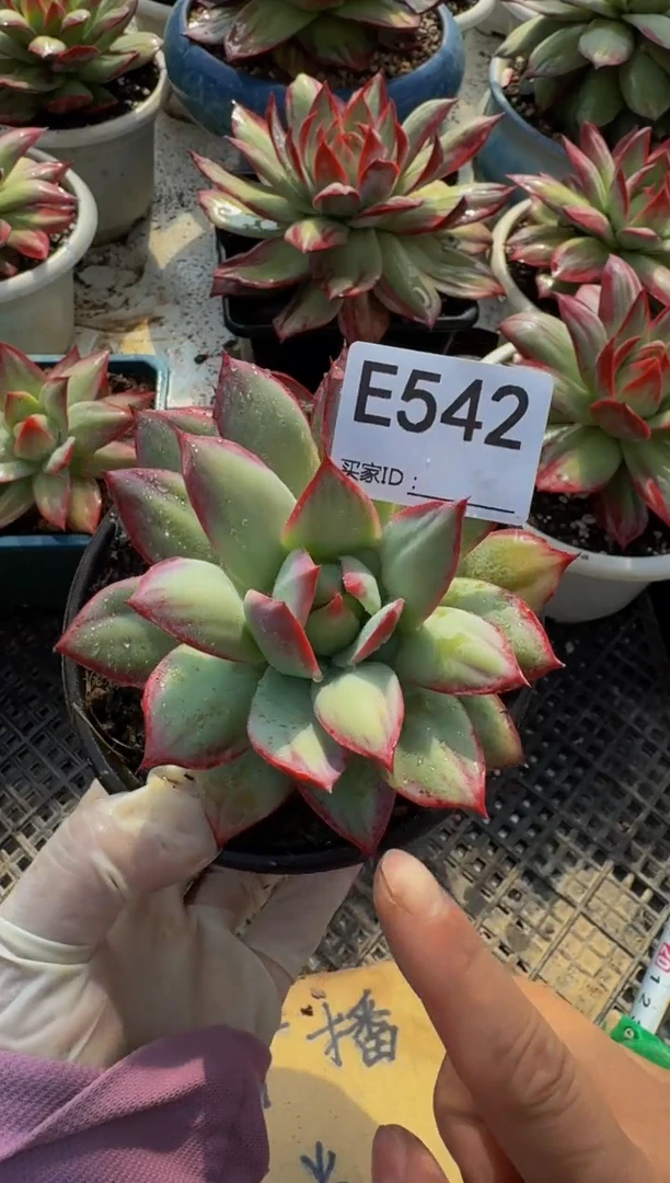 E542惊鸿仙子（裸根发货）------