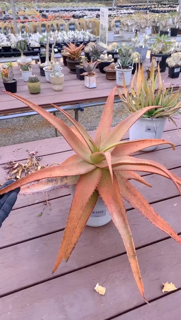 【闪购商品】原生芦荟脱土FB-1279